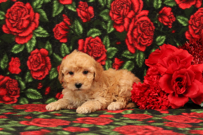 puppy, for, sale, Mini Goldendoodle F1BB, Matthew B. Stoltzfus, dog, breeder, Gap, PA, dog-breeder, puppy-for-sale, forsale, nearby, find, puppyfind, locator, puppylocator, aca